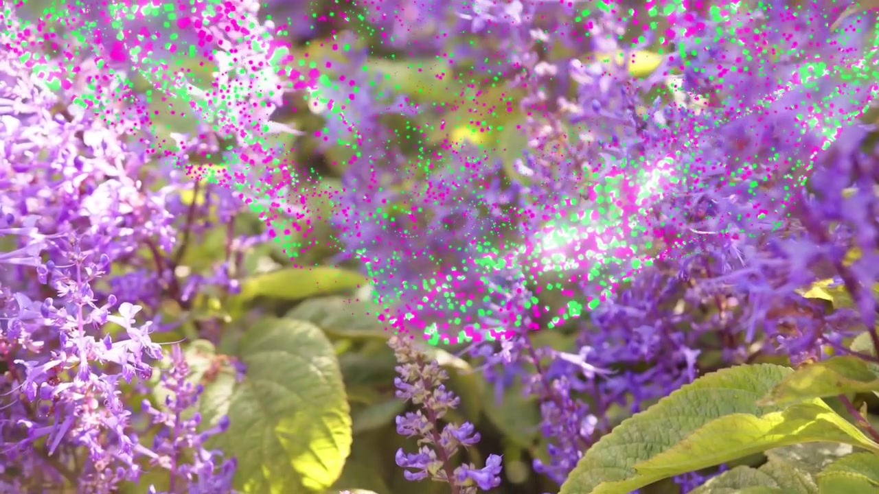 Magenta neongrønt støv dukker opp, danner et bånd og driver over lilla pigger, fremhever blomster.