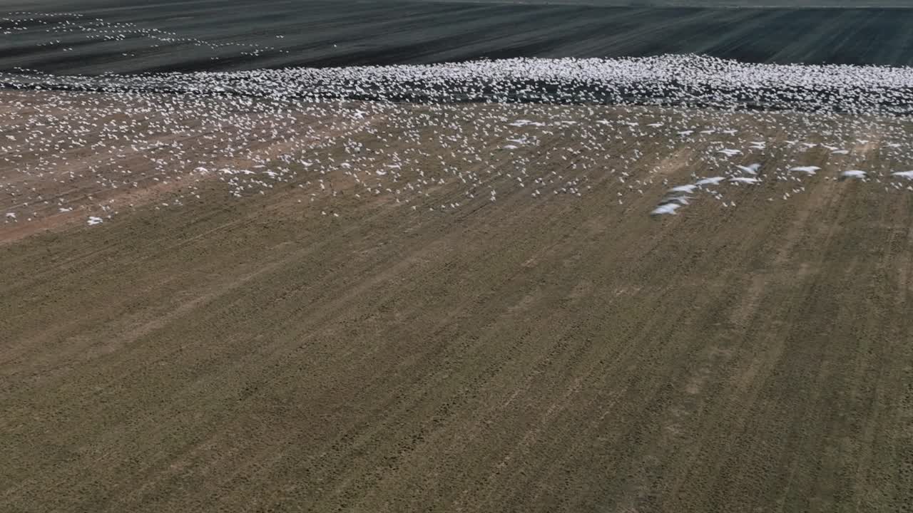 봄철에 대초원을 날아다니는 거대한 새 떼