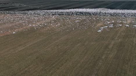 Ein-Riesiger-Vogelschwarm,-Der-Im-Frühling-über-Die-Prärie-Fliegt