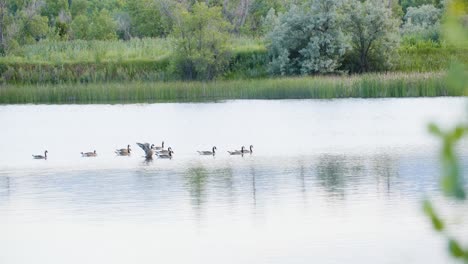 pan from the leaves of a tree to some waterfowl on the water at walden ponds, boulder, colorado, usa