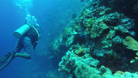 Diver-swimming-through-coral-reef-in-Raja-Ampat,-Indonesia