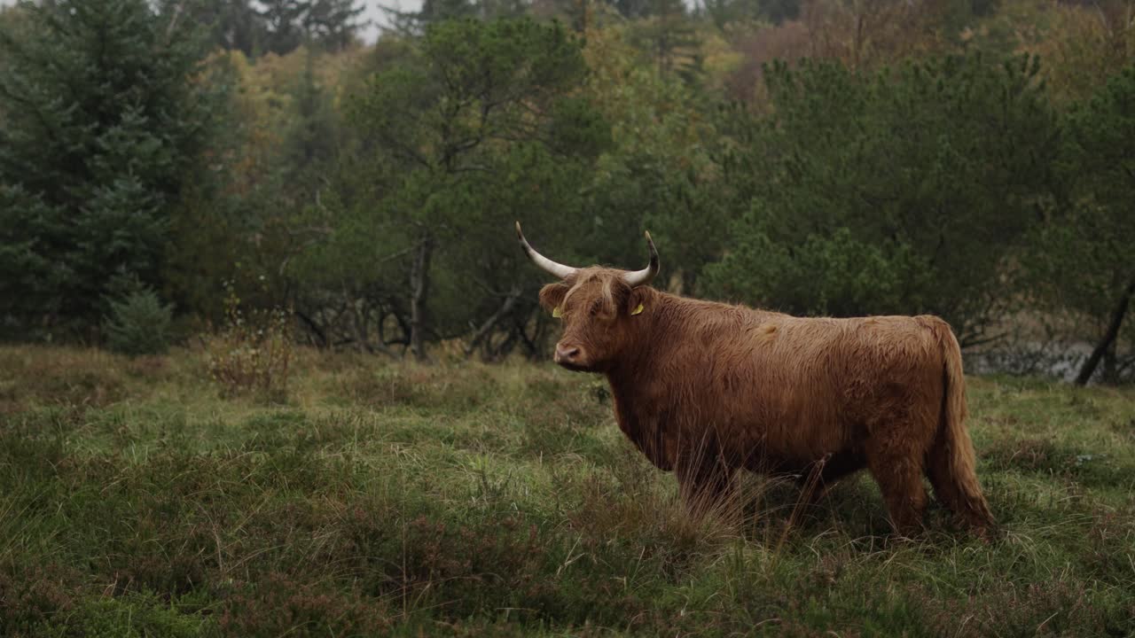 fotografía estática de ganado de las tierras altas de galloway pastando en un tranquilo paisaje danés en un día lluvioso