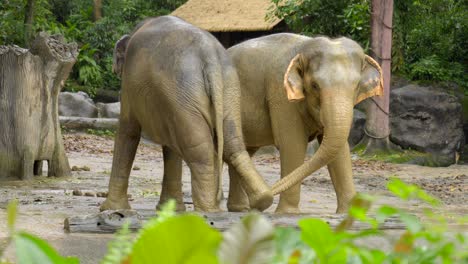 Elephants-couple-rubbing-their-feets-with-mud-during-rain-asian-singapore-zoo