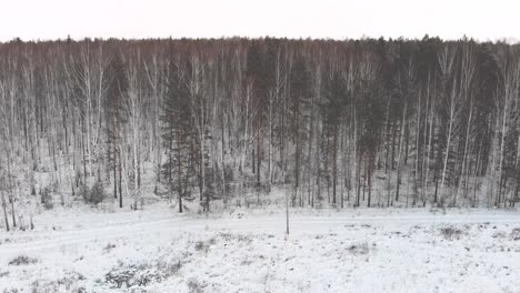 snowy forest landscape from above