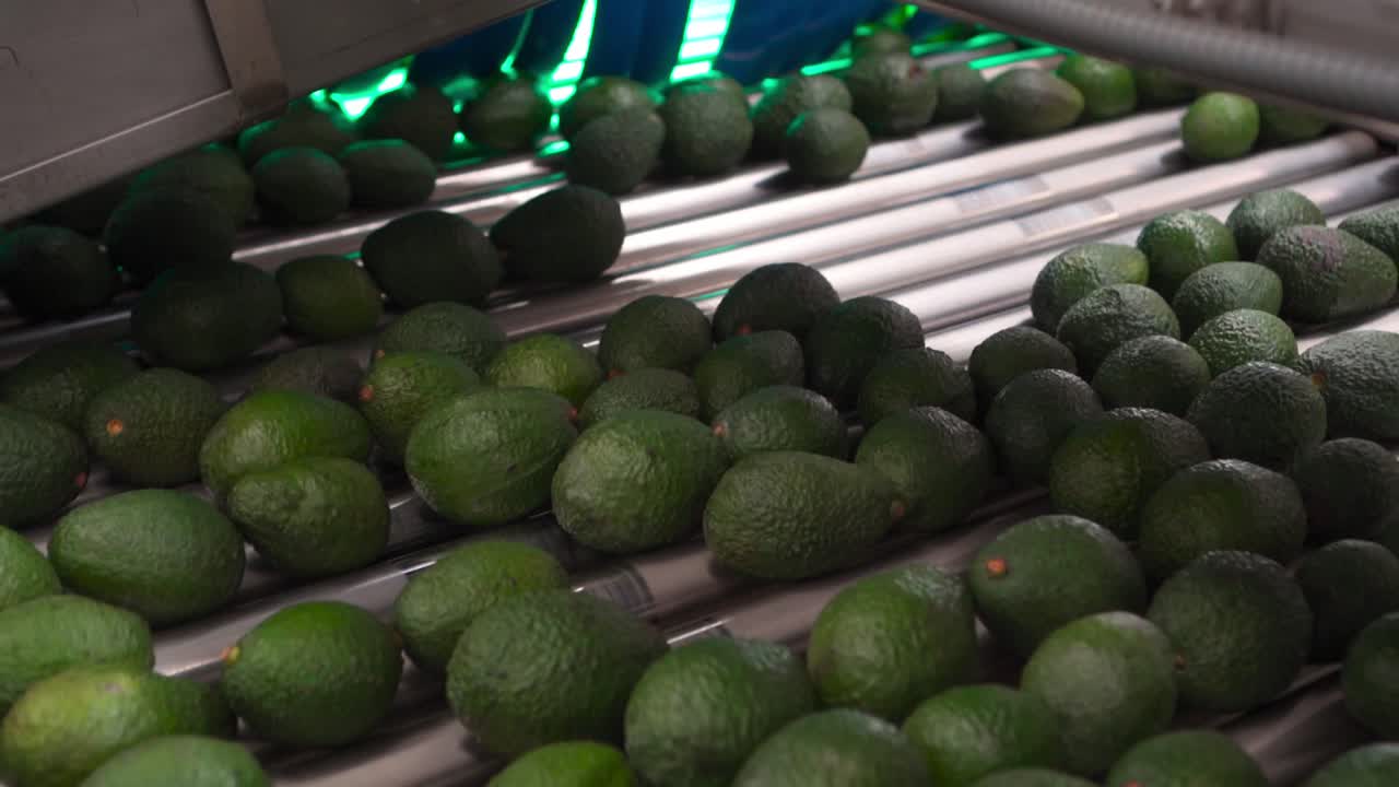 movimiento lento de aguacates en una cinta transportadora que pasa a través de un escáner