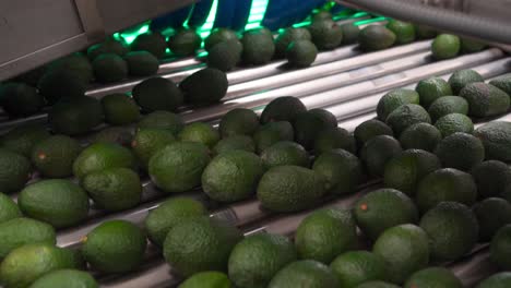 slow motion of avocados on a conveyor belt going through a scanner