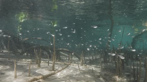 Los-Peces-Juveniles-Buscan-Protección-En-Un-Hábitat-De-Manglar-Prístino-En-Un-Ambiente-De-Estuario-Saludable