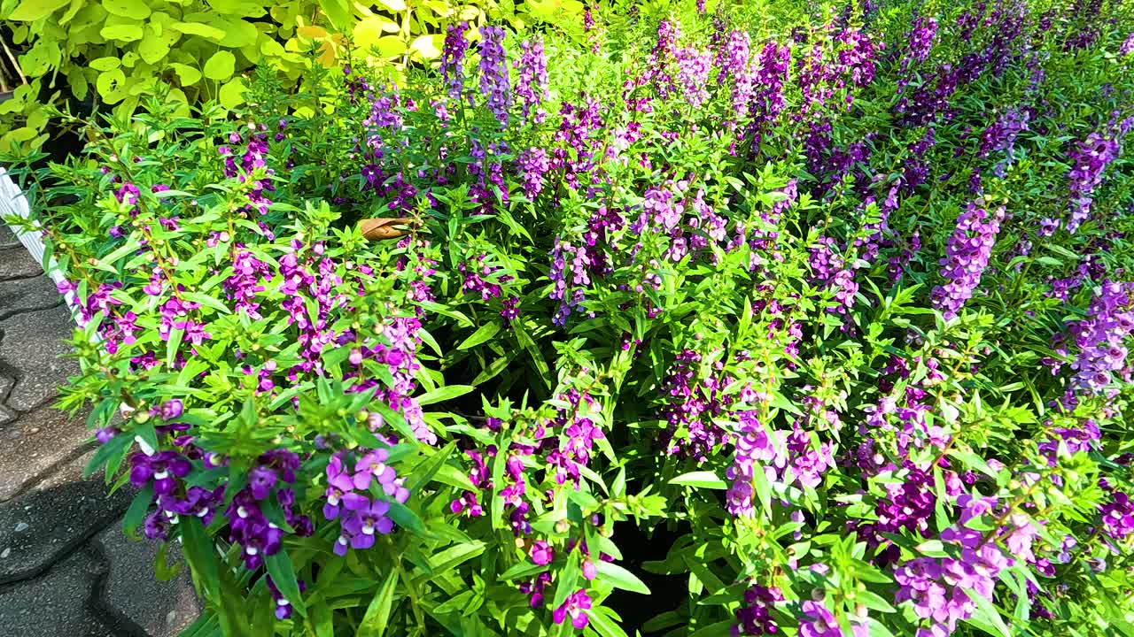 las flores de colores florecen en un jardín exuberante
