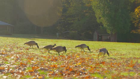 Gänseschar,-Die-Im-Sonnenlicht,-Umgeben-Von-Herbstblättern,-Auf-Grünem-Gras-Läuft-Und-Sich-Ernährt