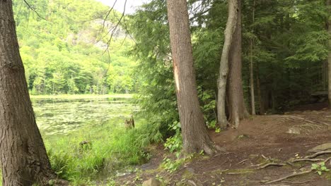 Drohne-Fliegt-Seitlich-Aus-Dem-Wald-über-Einen-See-Mit-Felsigen-Klippen