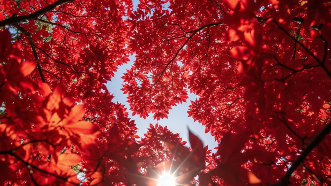 A Stunning Canopy of Vibrant Red Leaves Framed Against a Bright Sky, Capturing the Beauty of Nature in Radiant Autumn Colors
