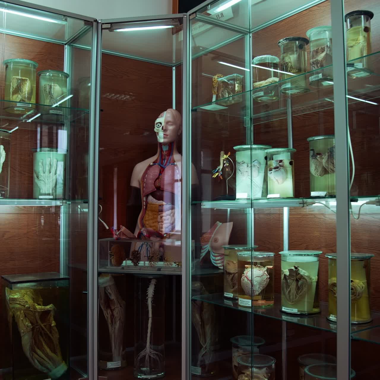 Samples in anatomical museum. Plastic dummy of a human with internal parts. Human organs in formaldehyde collected on shelves