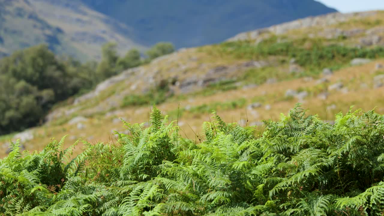 Green ferns sway in gentle wind, sunlit hillside and distant mountains, steady camera, natural daylight