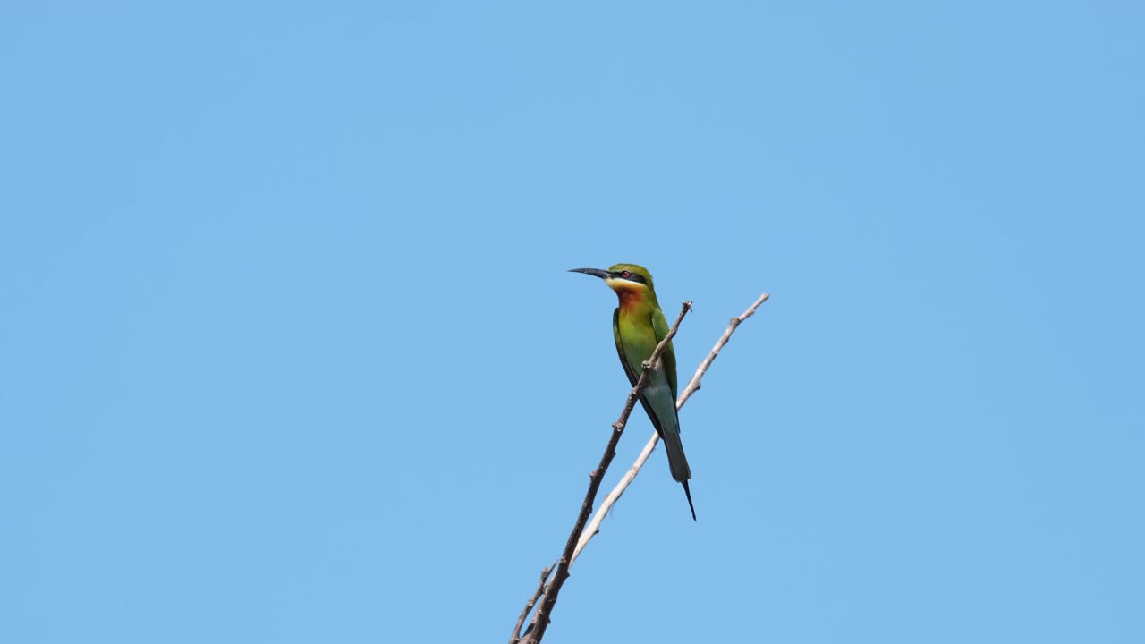 el abejaruco de cola azul merops philippinus encaramado en la parte superior de la ramita mirando hacia la izquierda y luego vuela repentinamente, tailandia