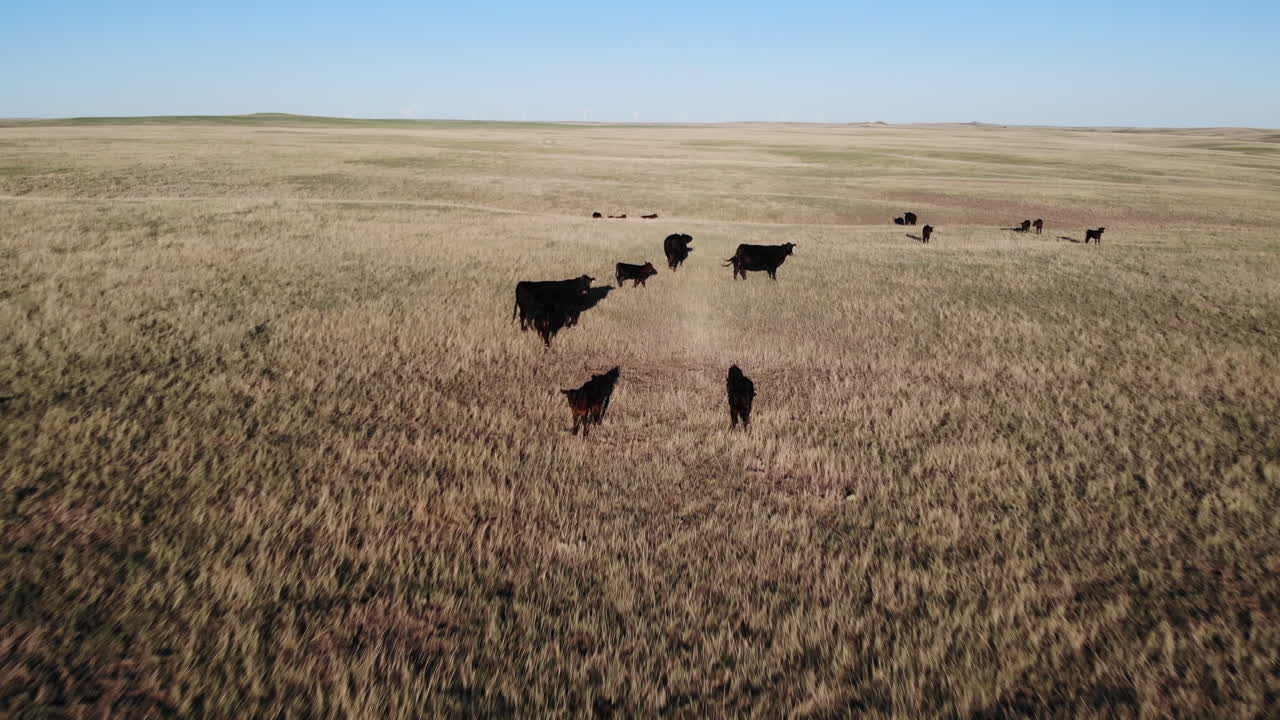Veduta aerea di una mandria di mucche al pascolo nel paesaggio del South Dakota, USA.