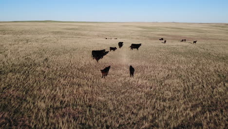 Luftaufnahme-Der-Herde-Von-Kühen,-Die-Auf-Der-Weide-In-Der-Landschaft-Von-South-Dakota,-USA,-Weiden