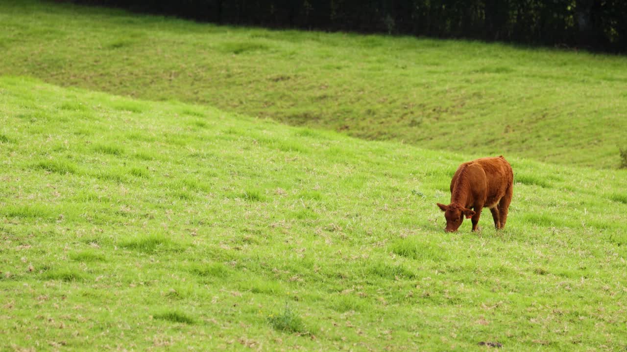 корова мирно пасется на пышном поле.