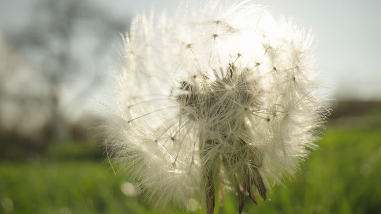 단델리온 씨 머리의 클로즈업