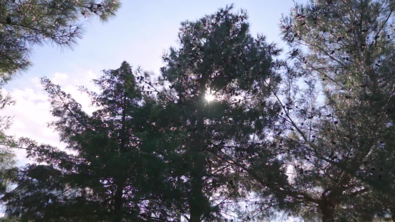 Tilt shot of trees covering the sun, located at foot of Parnitha mountain, Greece
