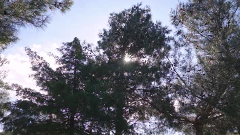 tilt shot of trees covering the sun, located at foot of parnitha mountain, greece