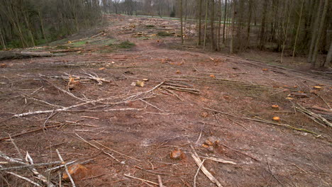 aerial of logs in forest