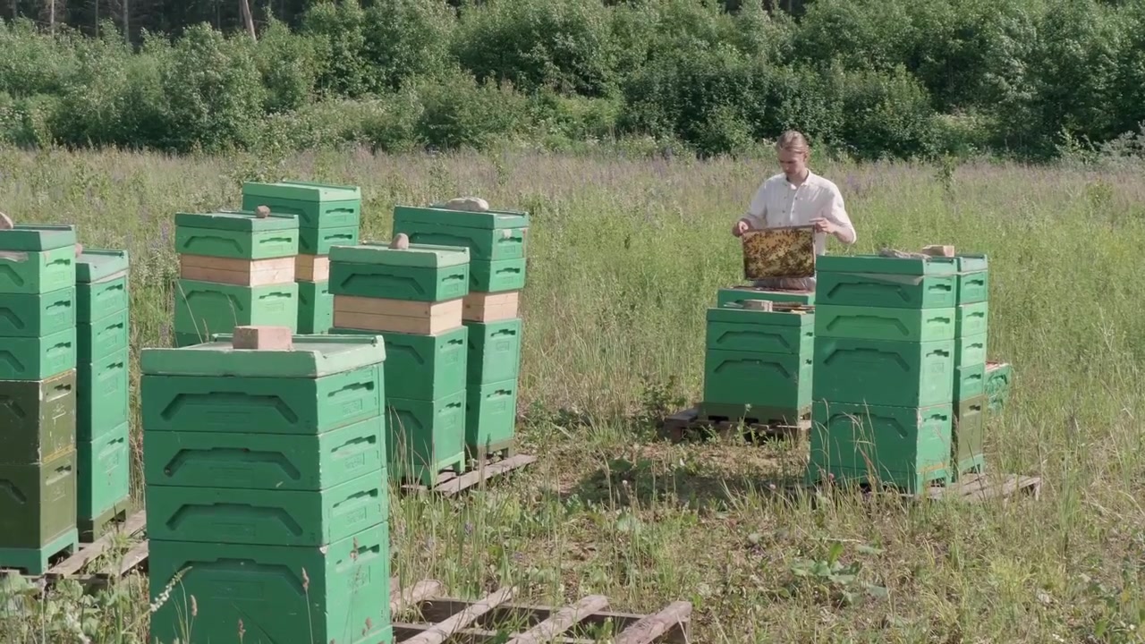 Пчеловод работает с ульем в поле возле леса.