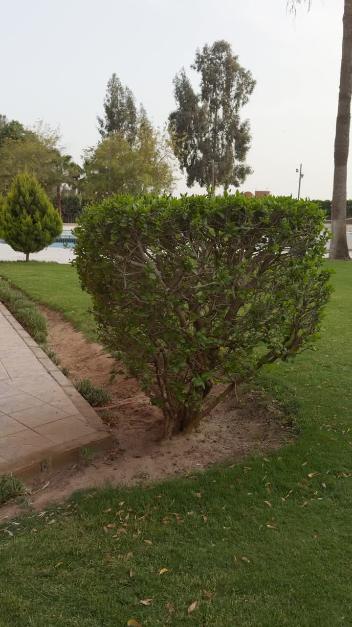 una vista de una piscina alrededor de los árboles, tiro de cerca
