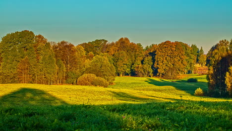 time lapse shot of beautiful forest with colorful leaves on autumnal sunny day in nature - shadow of trees on grass field in motion