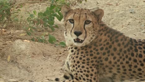 asiatic cheetah resting on the ground at the safari - medium shot