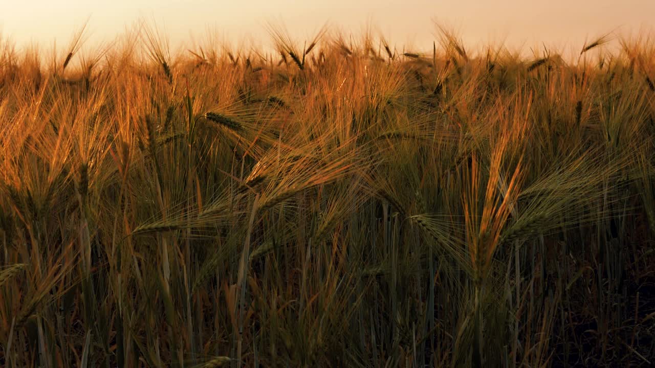 Barley sunset played with sunlight