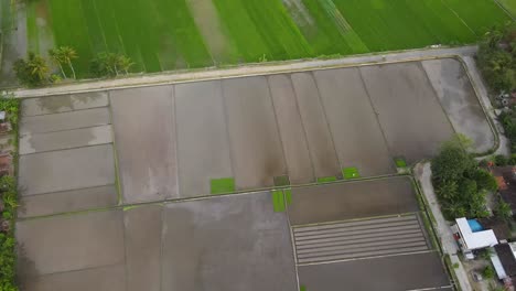 aerial-view,-fertile-rice-fields-and-sawang-fields-that-will-be-planted-with-rice-are-in-Indonesia