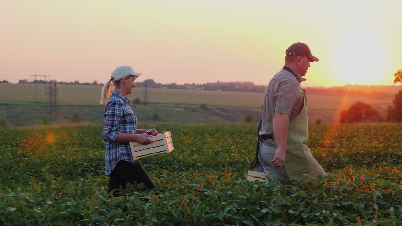 un grupo de trabajadores cosechan en el campo llevan cajas de verduras productos orgánicos de la familia f