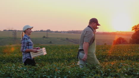 a group of workers harvest in the field carry boxes of vegetables organic products from the family f