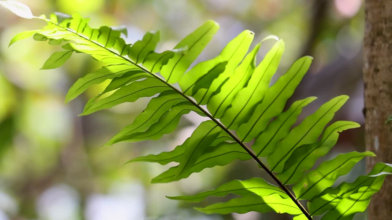 Una vivace foglia di felce verde risplende sotto la luce intensa del sole su uno sfondo bokeh tenue