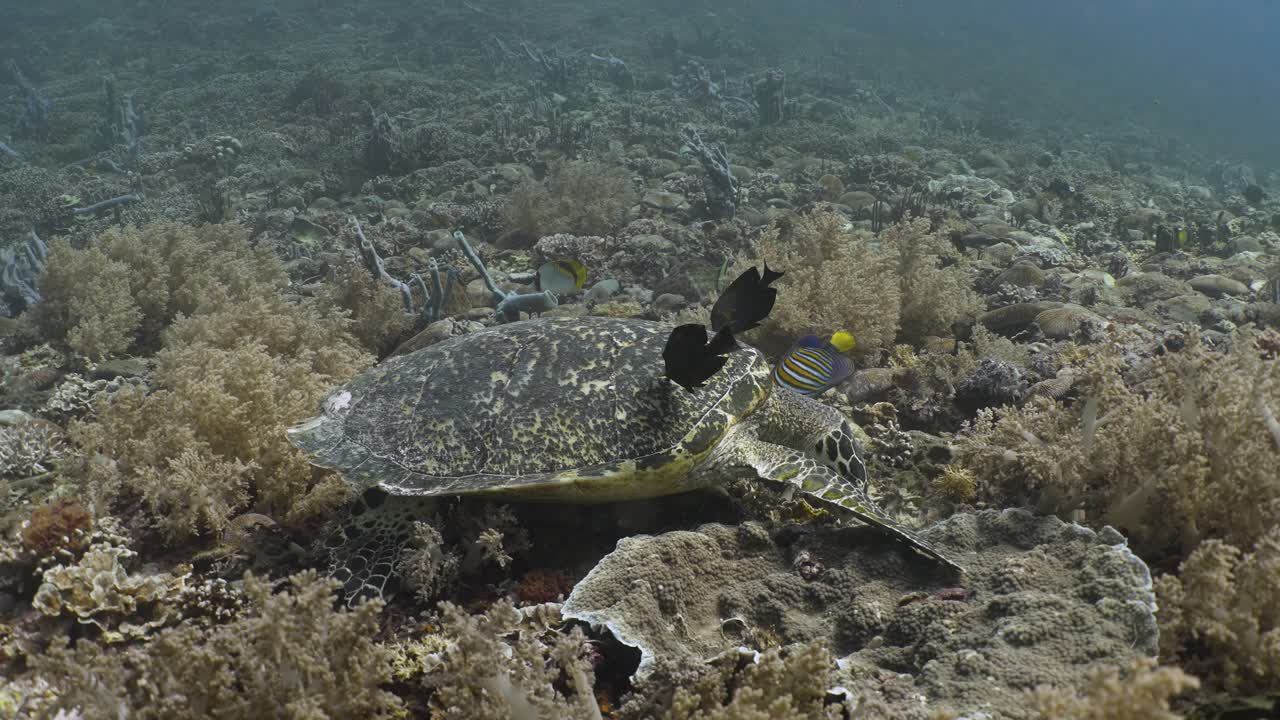 Sea turtle eating from coral with fish swimming around in 4k