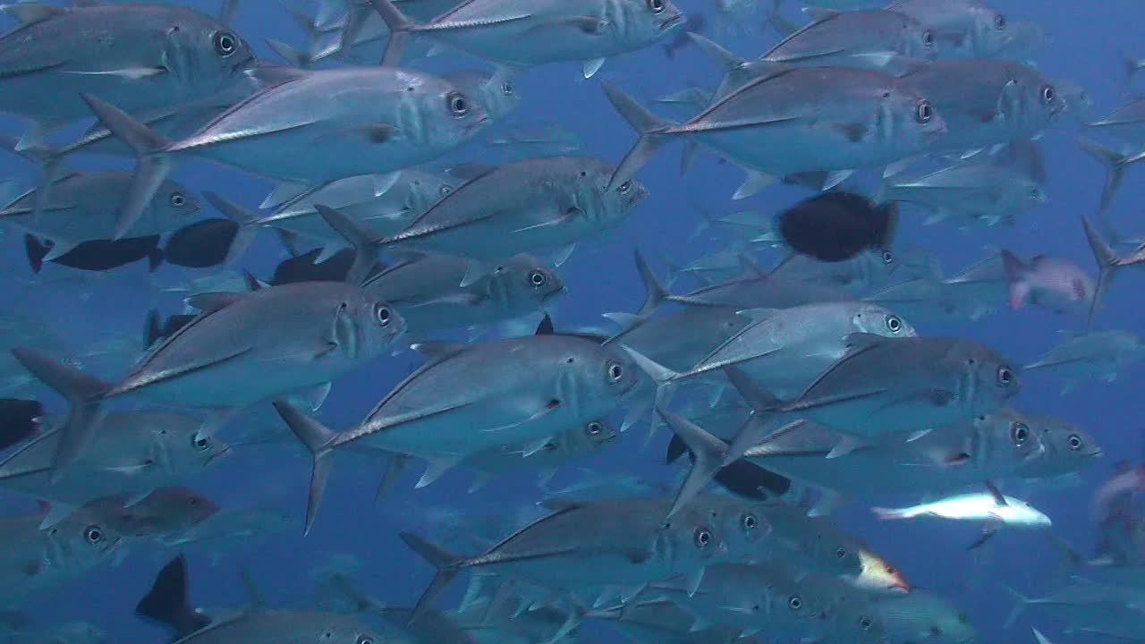 A group of Bigeye Trevally swimming in open ocean