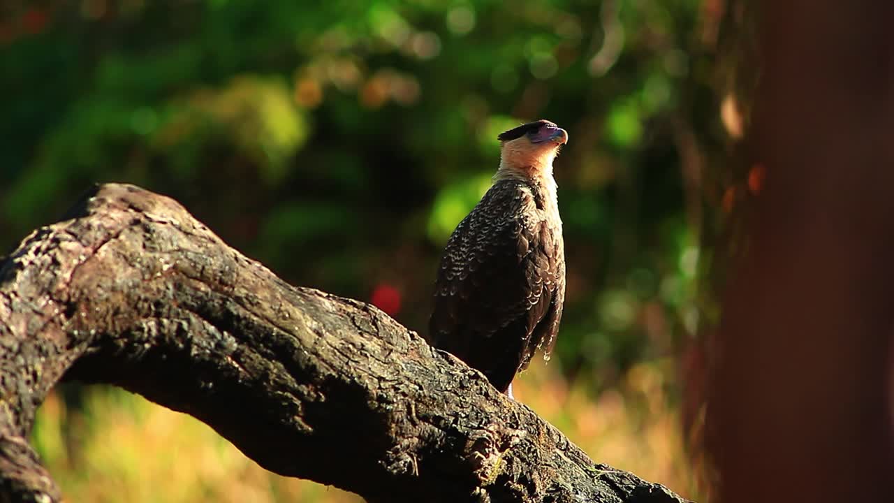 ave depredadora en su hábitat natural al aire libre en brasil