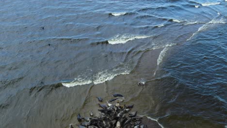 La-Toma-Aérea-De-Un-Dron-Revela-Una-Gran-Manada-De-Focas-Descansando-Junto-Con-Cormoranes-Y-Otras-Especies-De-Aves-En-Una-Isla-De-Arena-En-La-Reserva-De-Mewia-Lacha,-Frente-A-La-Costa-Polaca-En-El-Mar-Báltico.