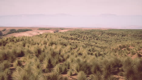 desert landscape with grass and mountains