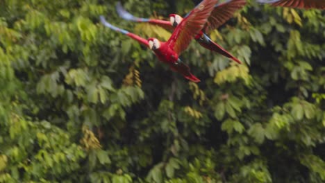 flock of scarlet macaws in perfect flight together over exotic jungle, parrots captured in stunning slow motion