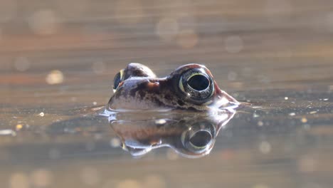 Brown-frog-(Rana-temporaria)-close-up-in-a-pond.