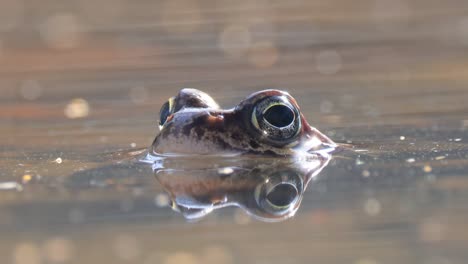 la rana marrón (rana temporaria) en primer plano en un estanque.