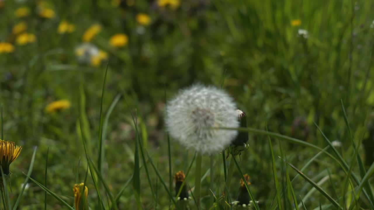 Dandelion seed bulb in a gentle wind over lush green grass