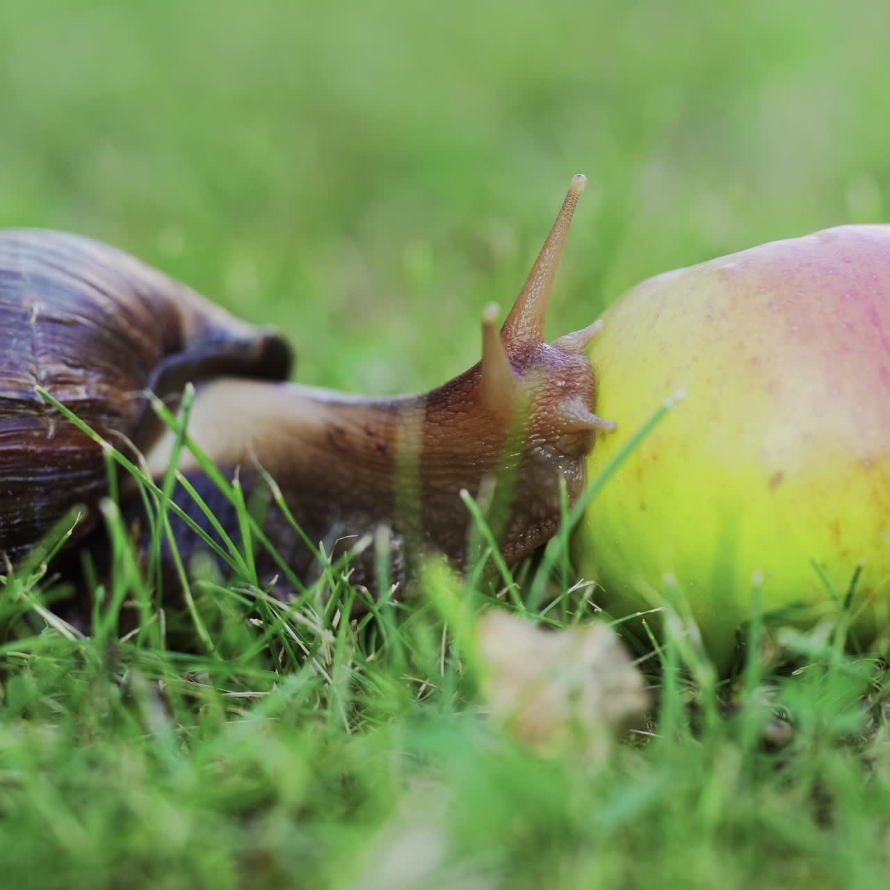 Snail in the garden. Giant African snail, Achatina fulica.