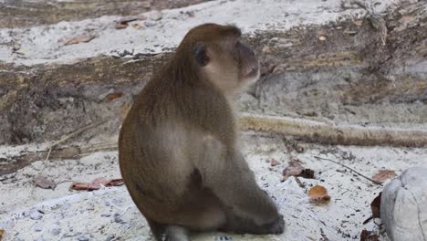 a monkey sits still, looking around attentively.