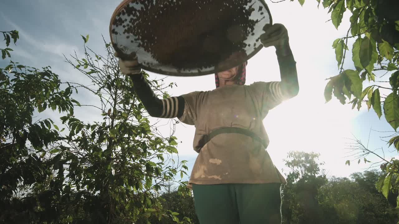 Coffee harvesting in a farm