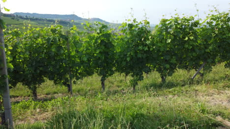 Weinberge,-Landwirtschaft,-Anbau-In-Barolo-Langhe