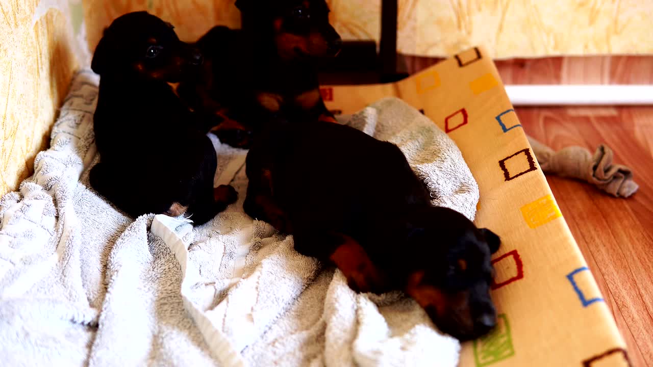 귀여운 강아지 품종 도버먼은 침대에 준비되어 있습니다. 작은 개.