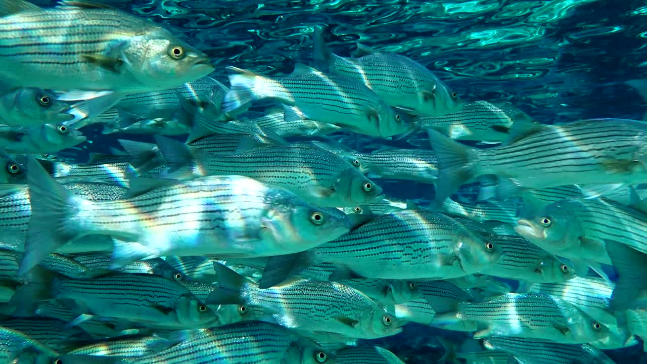 школа спортивной рыбы, 4к, флорида