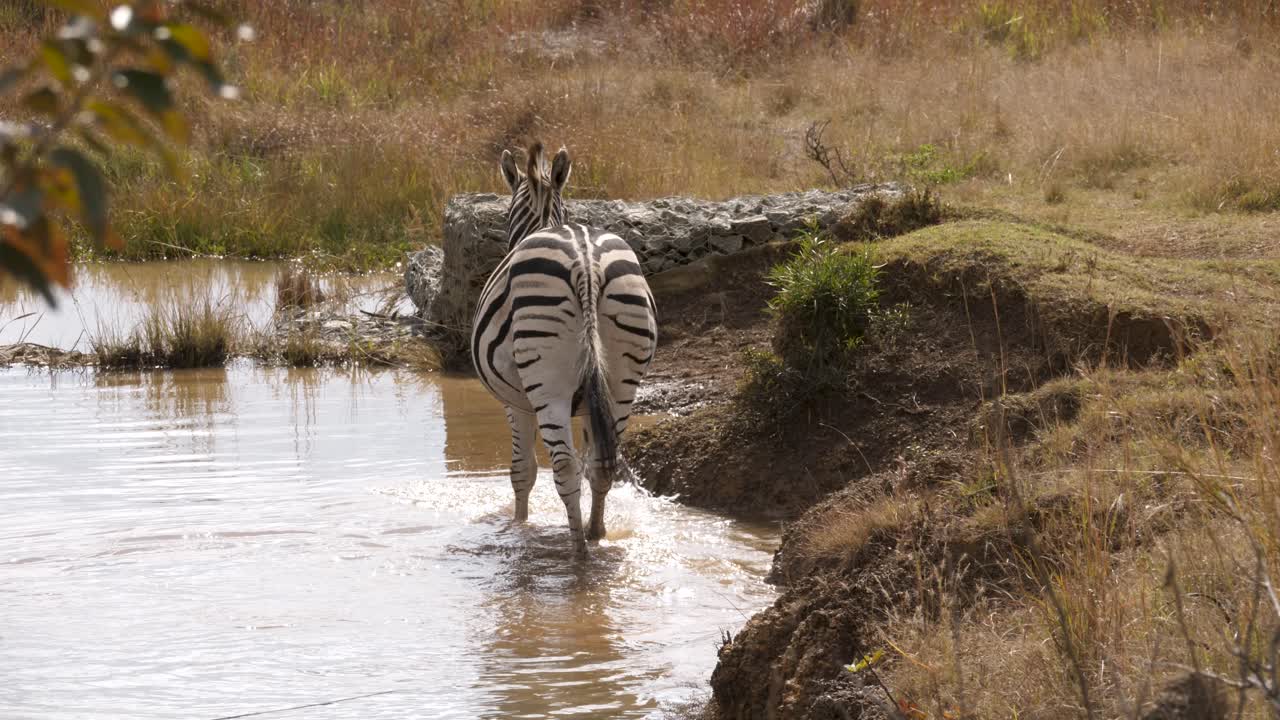 una zebra lascia la pozza d'acqua e cammina tra le alte erbe della savana sudafricana